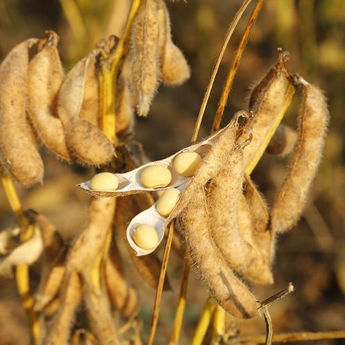 东北小黄豆黑土地种植小豆子发芽黄豆打豆浆五谷杂粮新豆代发包邮