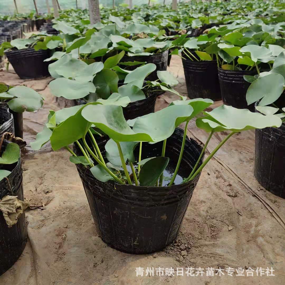 睡莲盆栽基地批发 水生植物绿化净化水质 红色黄色白色睡莲-阿里巴巴