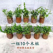 雁荡山可食用铁皮石斛苗木桩盆栽三年苗开花种植苗室内外绿植鲜条