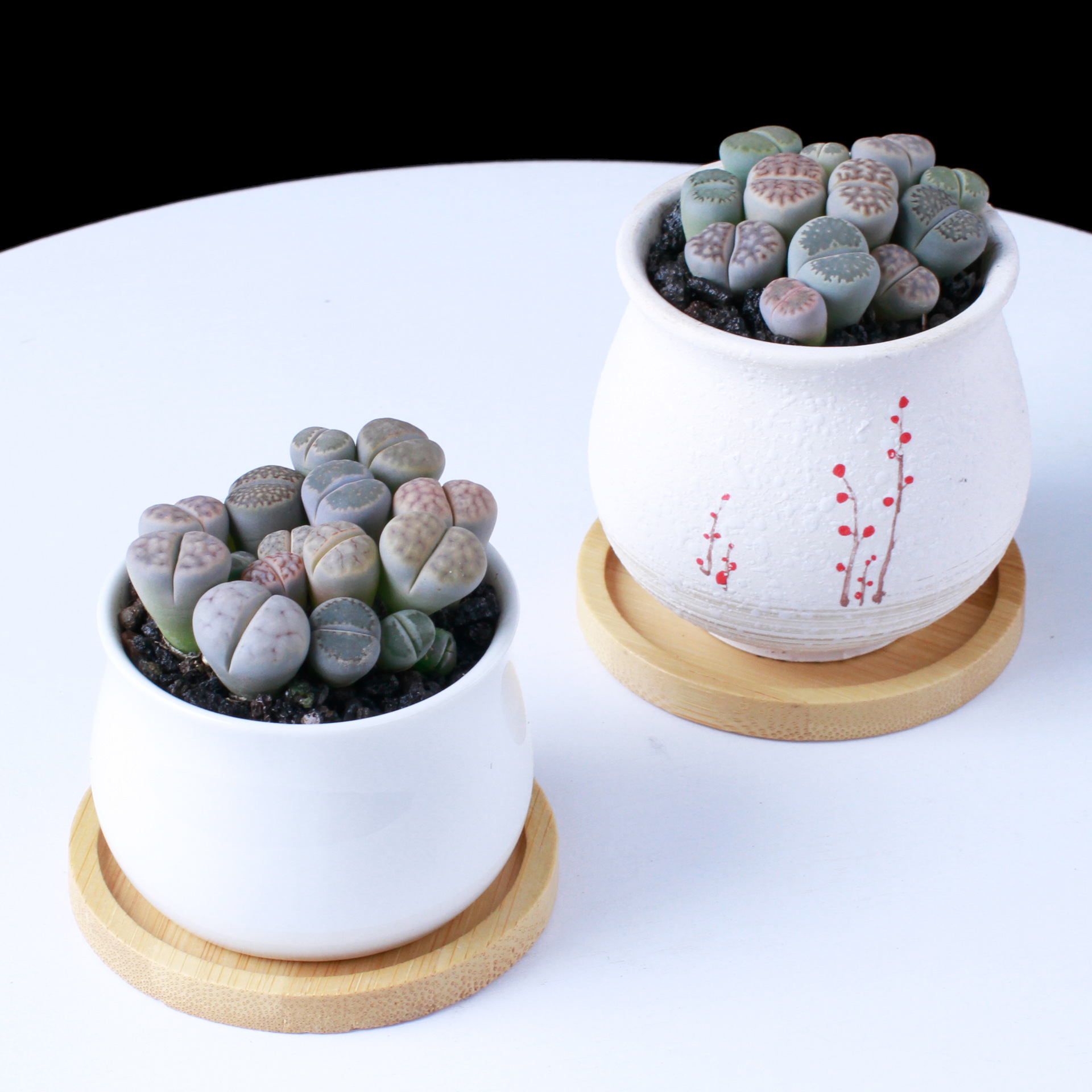 生石花屁股花pp花屁屁花多肉植物组合盆栽绿植花卉含盆带土新手