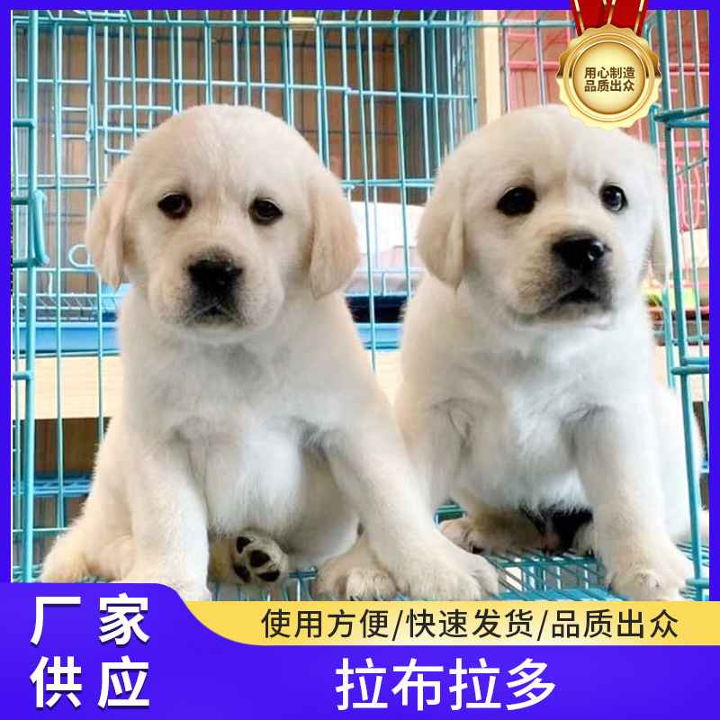 拉布拉多幼崽导盲犬活体宠物狗狗可爱家养中型狗狗高智商宠物狗狗