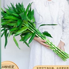 富贵竹水培植物带根室内盆栽客厅好养四季花卉节节高发招财观音竹