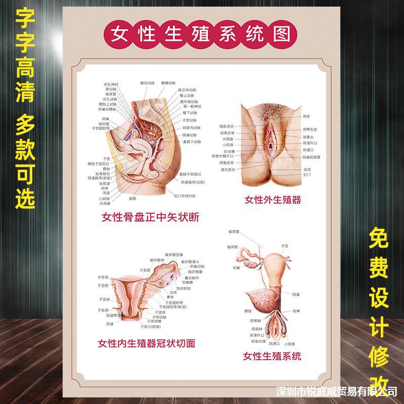 女性生殖系统挂图宣传画医学人体结构解剖图妇科子宫海报私密图片