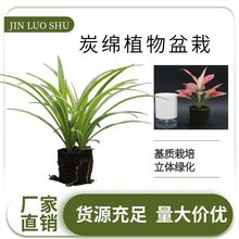 金椤树生物炭绵植物盆栽仿土海绵垂直立体绿化植物墙无土栽培绿植