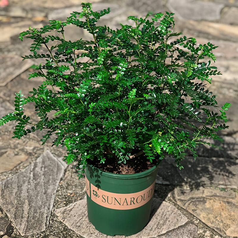 驱蚊植物除异味清香木盆栽庭院室内驱蚊草防蚊虫