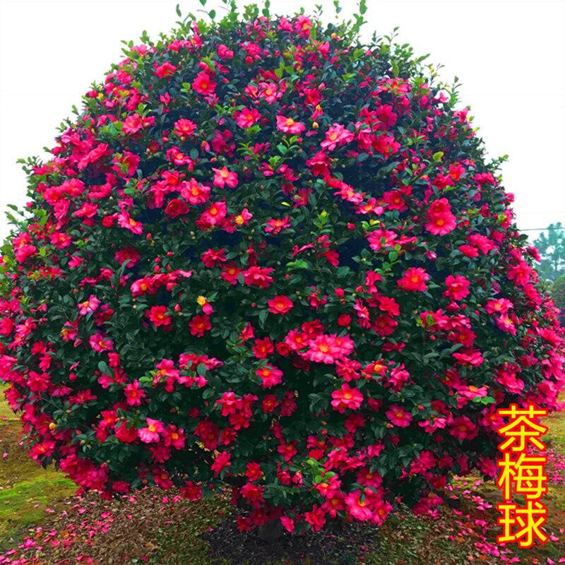 茶梅球园林绿化工程专用多规格茶梅球造型球精品多花茶梅球