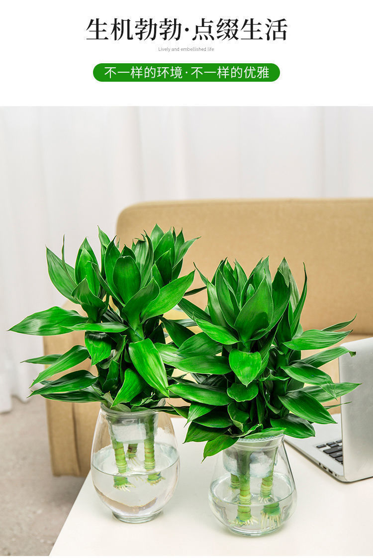 观音竹带根水培水养富贵竹室内盆栽绿植物花瓶四季易活跟批发包邮