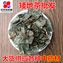 批发矮地茶 平地木 矮地茶  品种齐全 量大从优