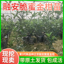 广西融安脆蜜金柑三年苗蜜橘滑皮脆皮金桔苗室内庭院绿植盆景地栽