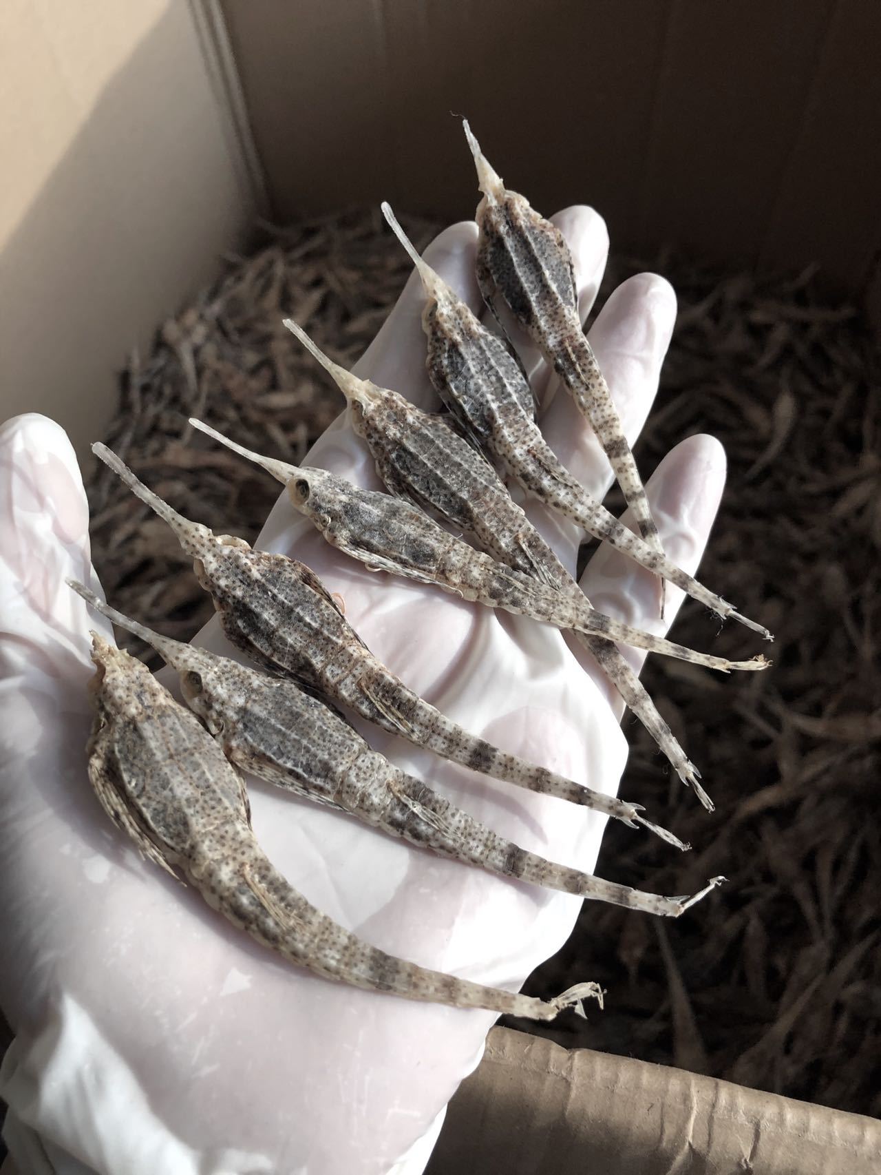 海麻雀250g海产品干货泡酒药材批发大量现货煲汤材料海燕子包邮