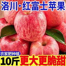 陕西洛川苹果红富士新鲜时令水果当季时令整箱 甜冰糖心苹果厂