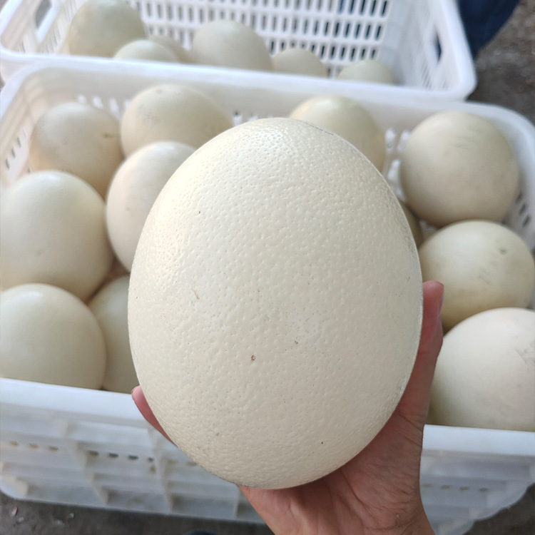 新鲜食用鸵鸟蛋 高营养鸵鸟蛋 新鲜非洲鸵鸟蛋