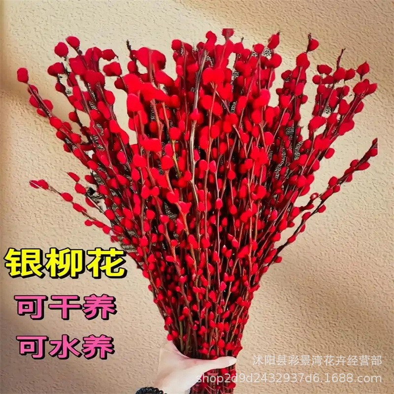 AA级银柳 红柳彩柳银芽柳银柳鲜枝基地直发 春节年宵花卉干花插花