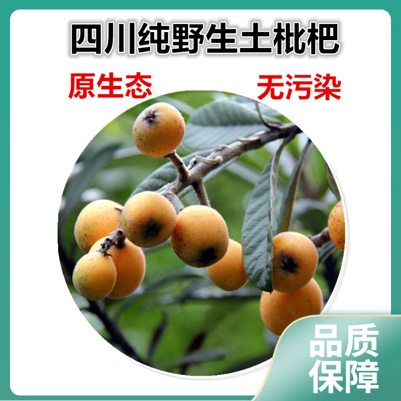 ll四川野生枇杷土琵琶 新鲜孕妇水果野枇杷中通直发-阿里巴巴