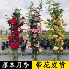 爬藤月季月季花苗四季开花藤本盆栽室外庭院植物欧月玫瑰花卉外贸