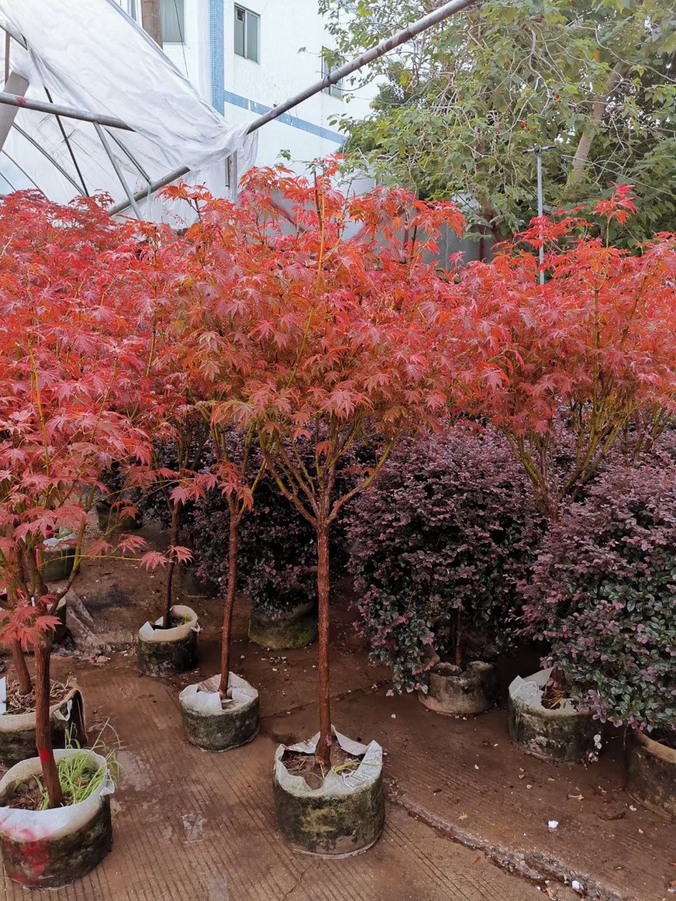 红枫树苗日本红舞姬盆栽红枫树苗庭院室内种植四季中国三季红红枫