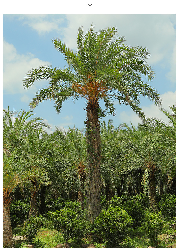 中东海枣银海枣树 热带树海边风景庭荫树 工程报价棕榈林刺葵批发