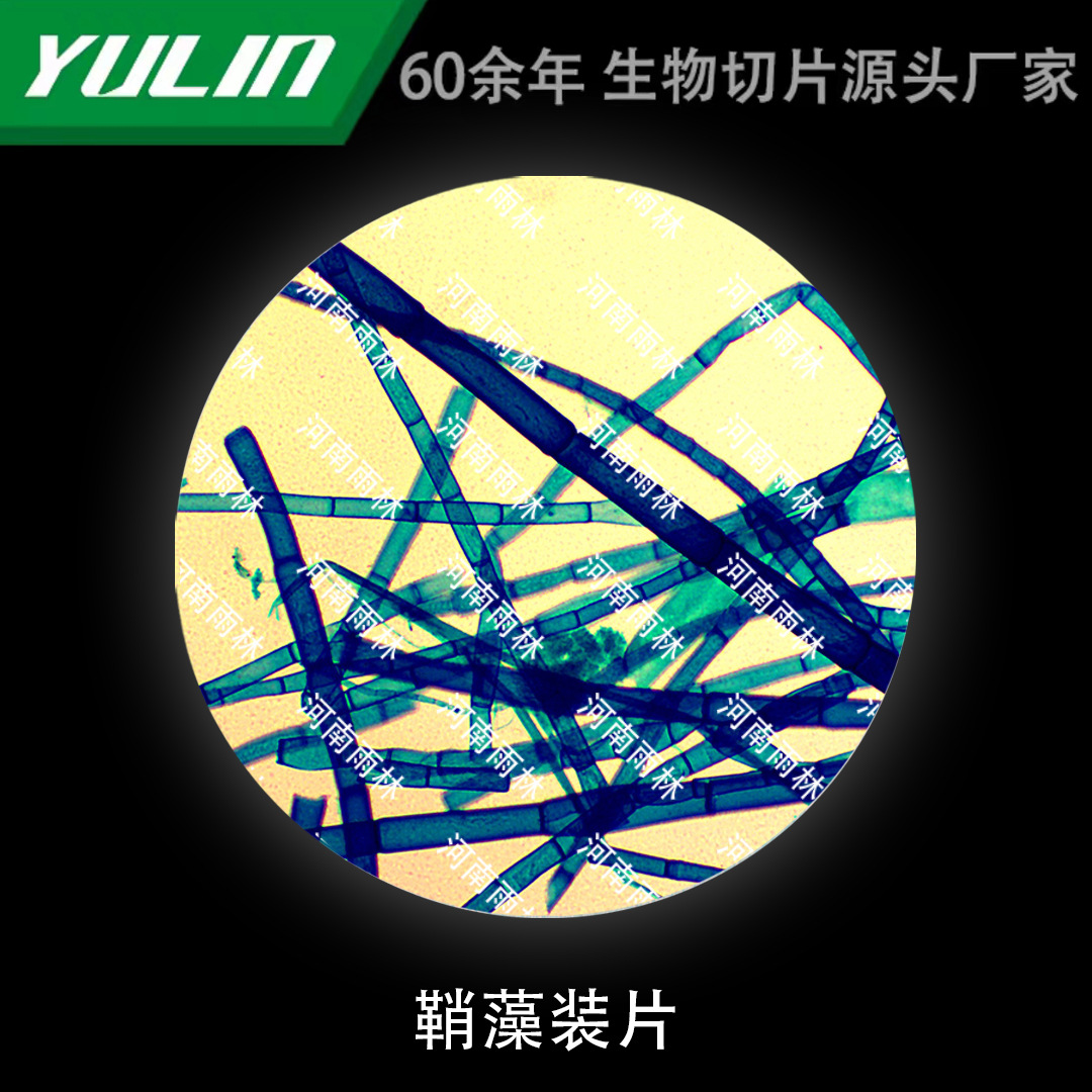 鞘藻装片生物显微镜实验玻片雨林生产切片标本高等院校教学科普
