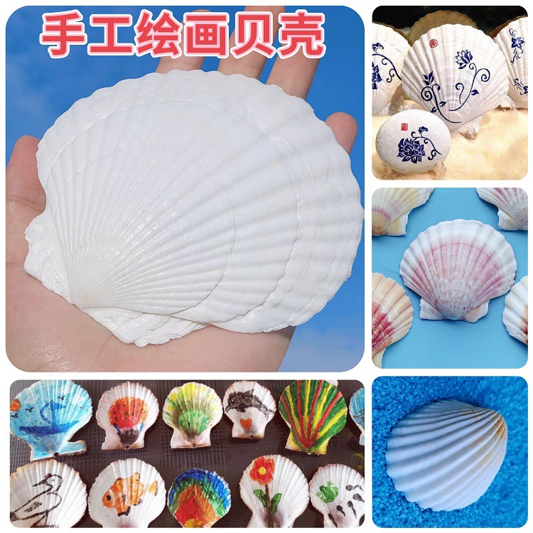海螺海星天然贝壳diy手工材料绘画涂鸦大白扇贝装饰夏威夷扇贝
