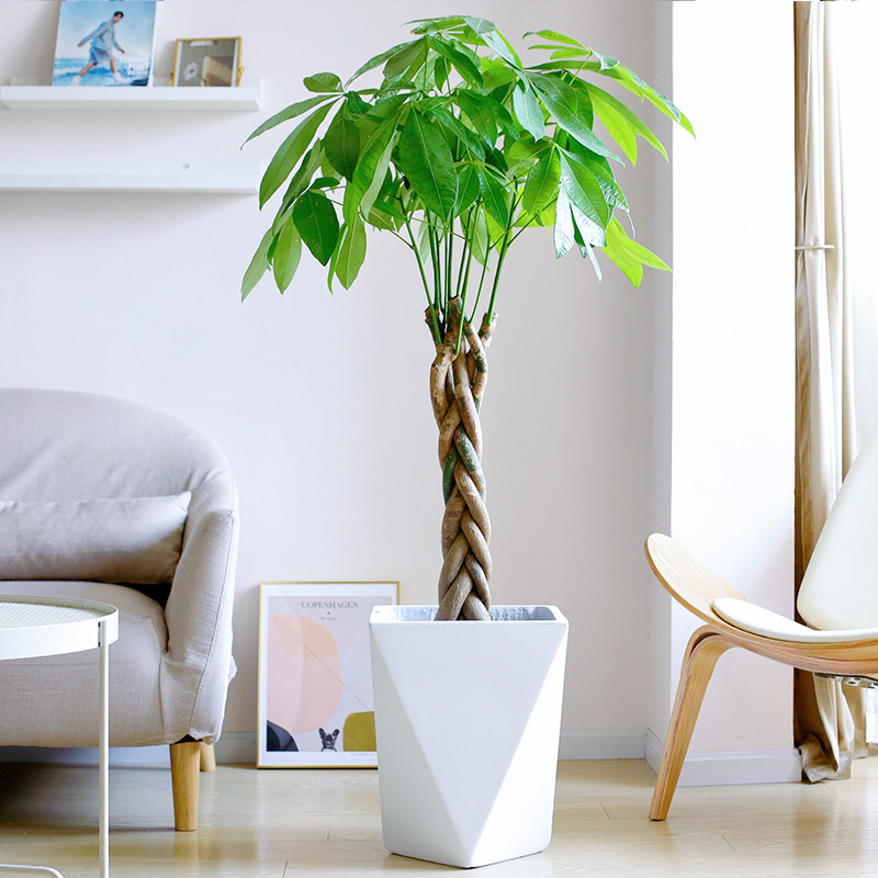 发财树摆客厅大棵禄植盆栽办公室室内高大绿植金钱树大型开业乔迁