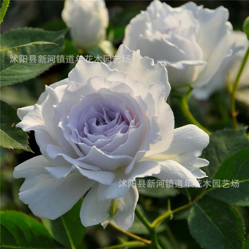 月季花开月季花开-月季花开月季花开厂家,品牌,图片,热帖-阿里巴巴