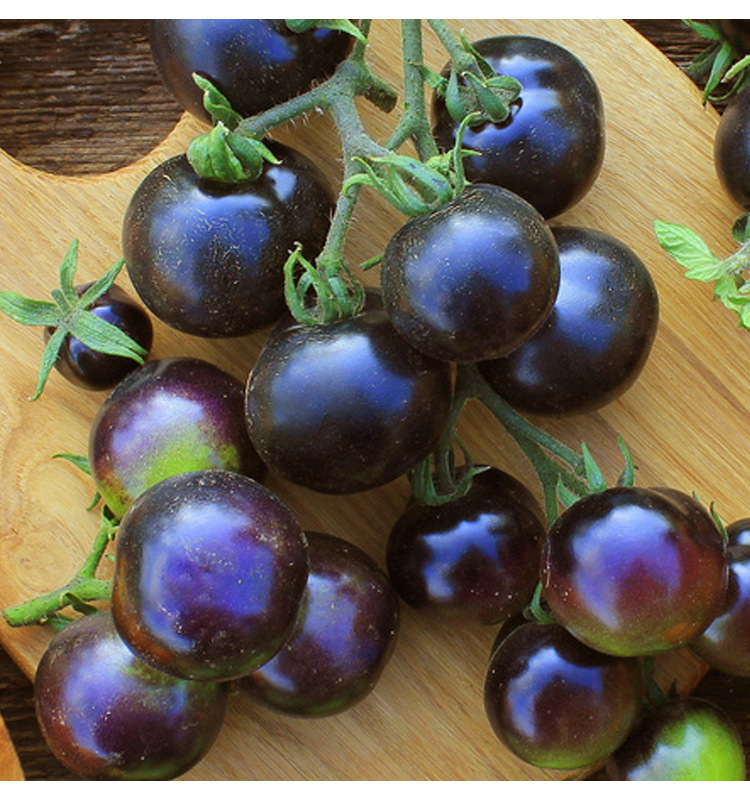 厂家大量批发黑珍珠番茄种子黑色西红柿圣女果种籽蔬菜种子工厂