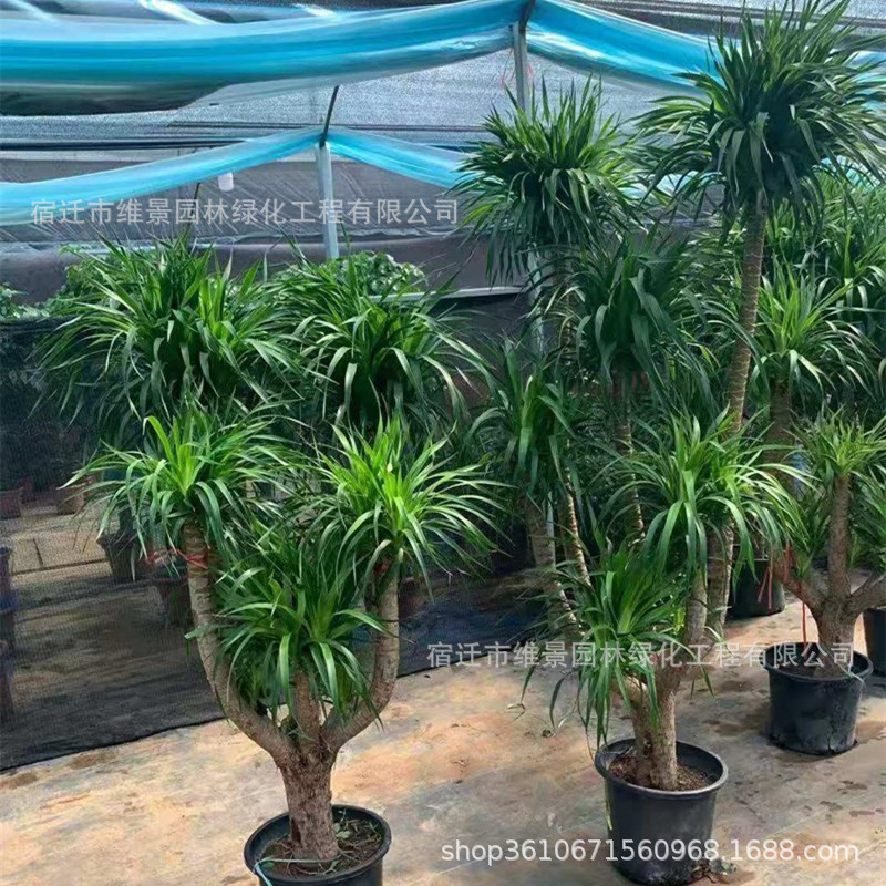 大型龙须树盆栽龙血树花卉绿植盆栽客厅办公室室内庭院盆景四季青