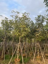 黄花腊肠树苗南北方种植物阿勃勒黄金雨绿化庭院风景树金链花树苗