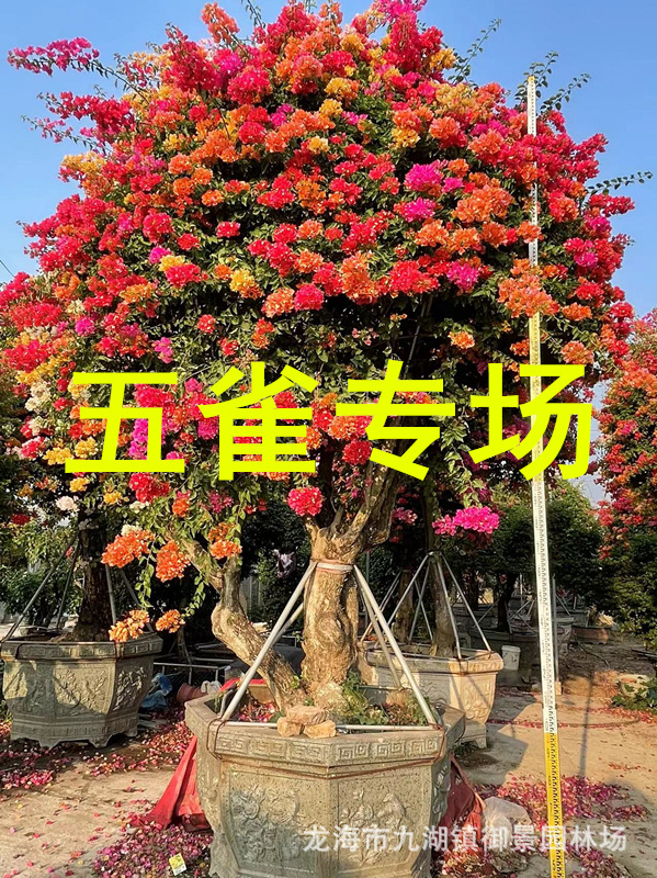 福建伞型蘑菇型三角梅五雀三角梅 多色三角梅价格 造型三角梅树桩