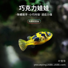 巧克力娃娃观赏鱼潜水艇淡水观赏鱼小型迷你河豚吃螺工具鱼鼓气鱼