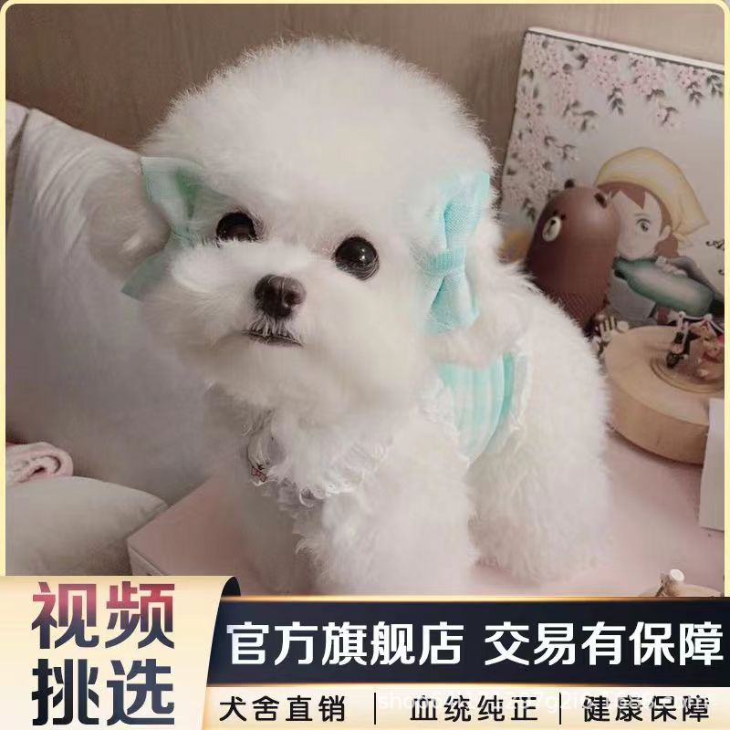 纯种比熊幼犬活体小体飞耳茶杯双血统比熊幼崽家养宠物狗狗活物