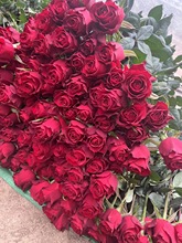 高原红卡罗拉鲜花批发云南基地鲜花直批花店用花婚礼布置品质红玫