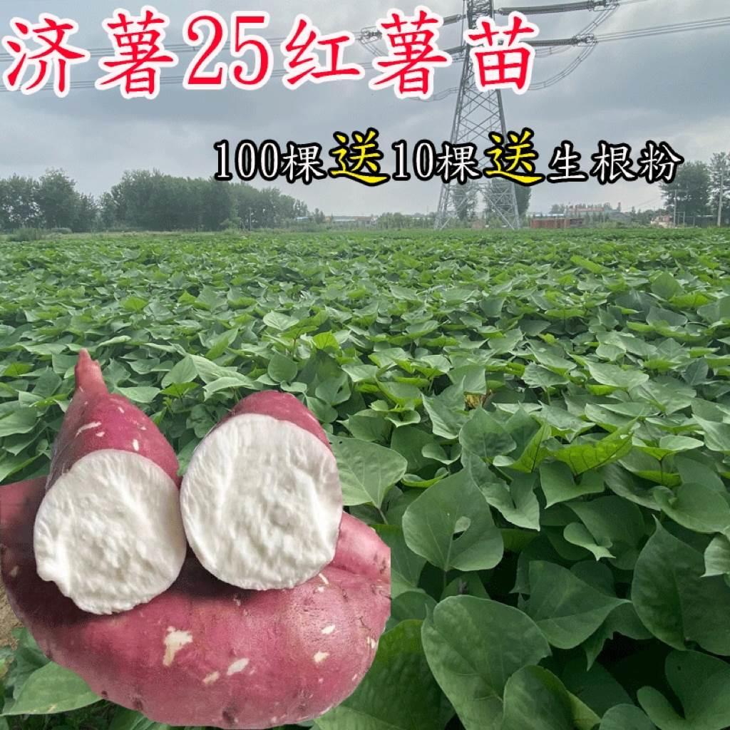 ly红薯苗济薯25号白心板栗薯高淀粉地瓜秧藤高产脱毒原种种植农科