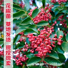 基地花椒苗批发 大红袍花椒树苗盆栽地栽 食用红花椒苗价格青花椒