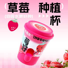 小花农草莓种植杯 情绪稳定盆栽 厂家直发迷你绿植趣味礼品福州