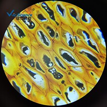 柿胚乳切片 示胞间连丝 中学生物显微镜观察玻片 植物细胞标本