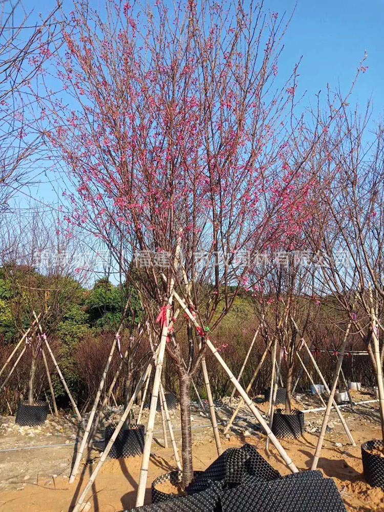 福建山樱花产地 福建山樱花销售 福建山樱花种植