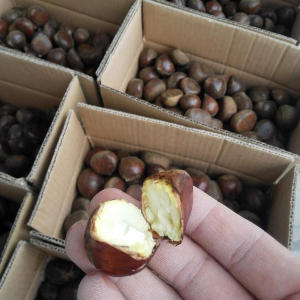 36成交31件2022新鲜丹东大板栗5斤生鲜栗子生板粟板票 锥油野生栗农家