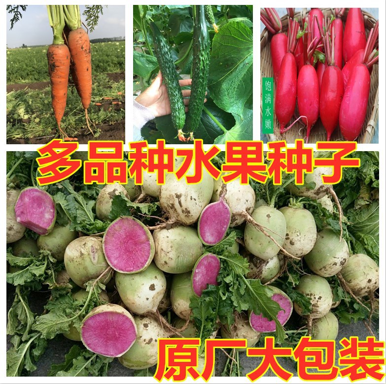 水果萝卜种子蔬菜四季播种水果盆栽番茄黄瓜甜瓜高产西瓜麒麟无籽