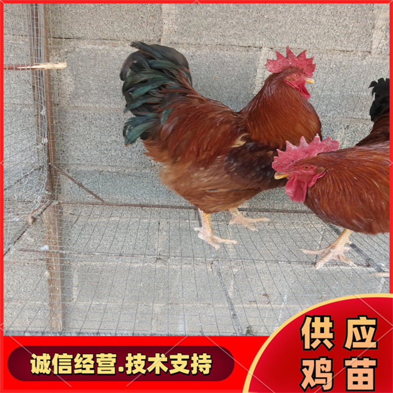 河北唐山大红公鸡苗 红玉鸡苗脱温鸡苗b380鸡苗-阿里巴巴