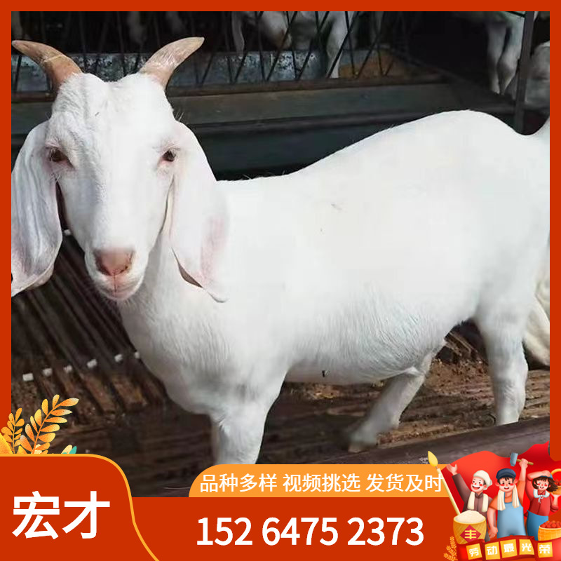 0成交0只波尔山羊纯种小羊活体小羊羔波尔山羊活羊种公羊怀孕母羊养殖