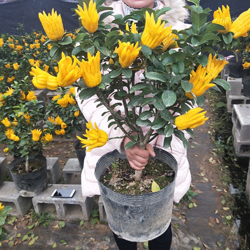 佛手盆栽金华佛手果树柠檬当年结果室内庭院易活带果花卉绿植盆景