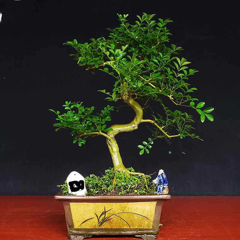 对节白蜡盆景小老桩室内s造型小品植物客厅办公室中式绿植树苗