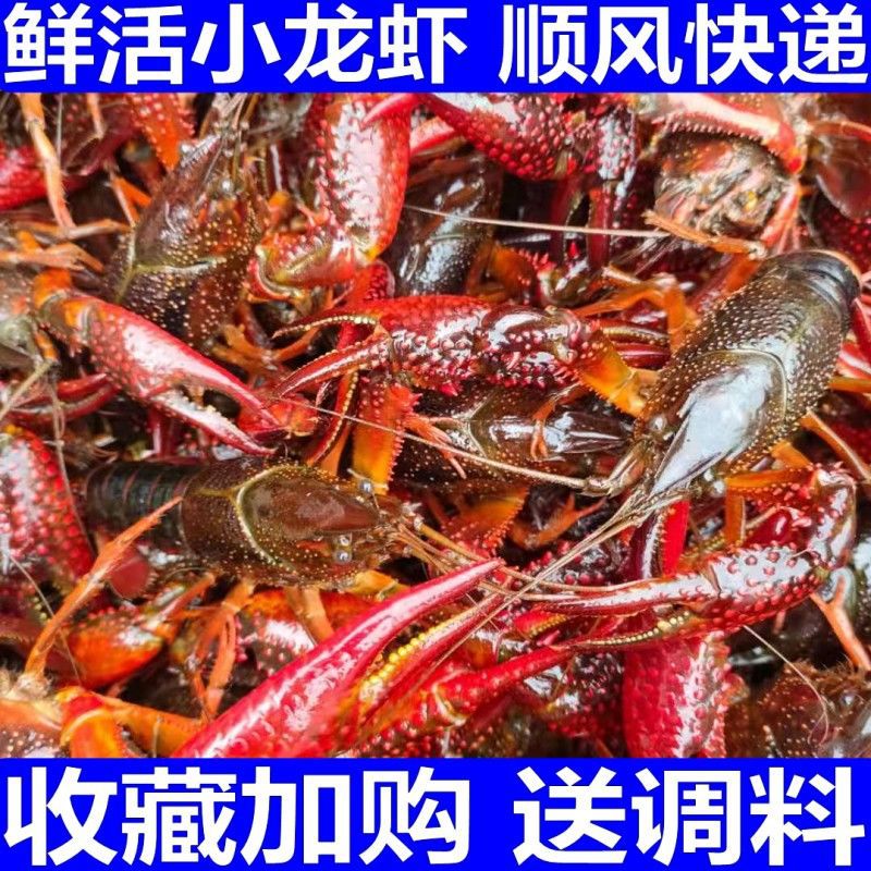 小龙虾批发江苏鲜活养殖龙虾淡水水产江苏清水活体活虾麻辣香辣