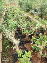 庭院景观造型树基地直销小型盆栽对节白蜡树桩树苗绿化苗行道种植