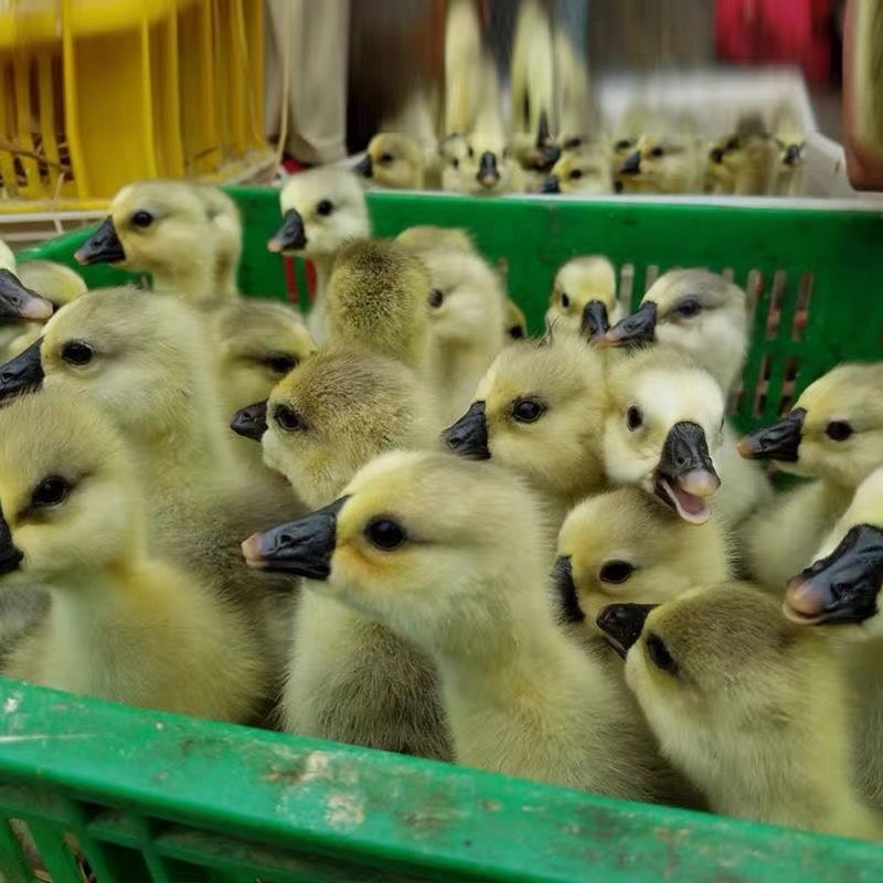 狮头鹅小鹅汕头特大纯种家养巨型活体灰色白狮头鹅批发饲料批