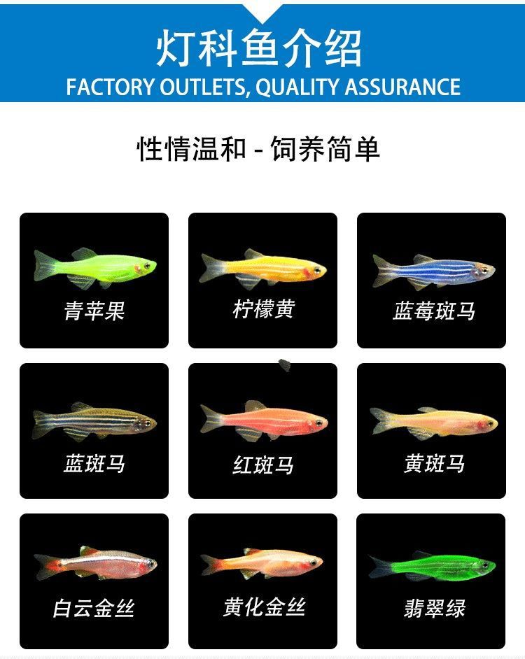 斑马鱼小型热带淡水鱼观赏鱼活体包邮灯科鱼活体红绿灯活体集锦冷