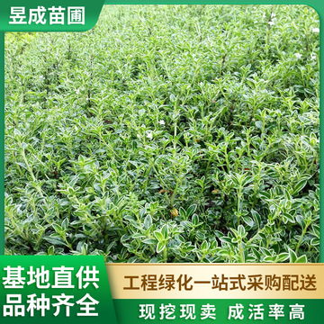 金边六月雪小苗道路绿化工程常绿观赏植物25-35公分高六月雪杯苗