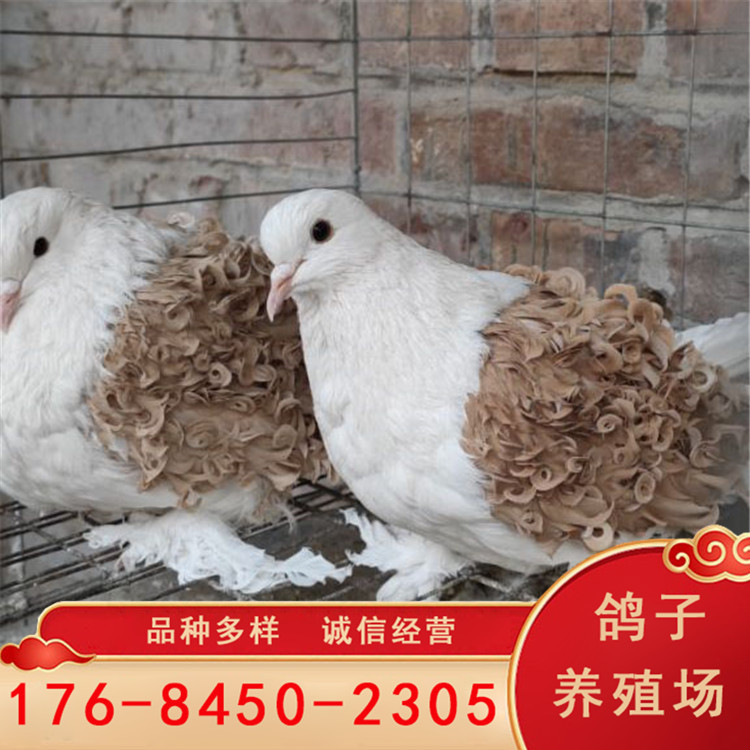鼓手鸽子白鼓手鸽图片 翻翻鸽 燕子鸽 蓝仙女鸽子 眼睛球观赏鸽