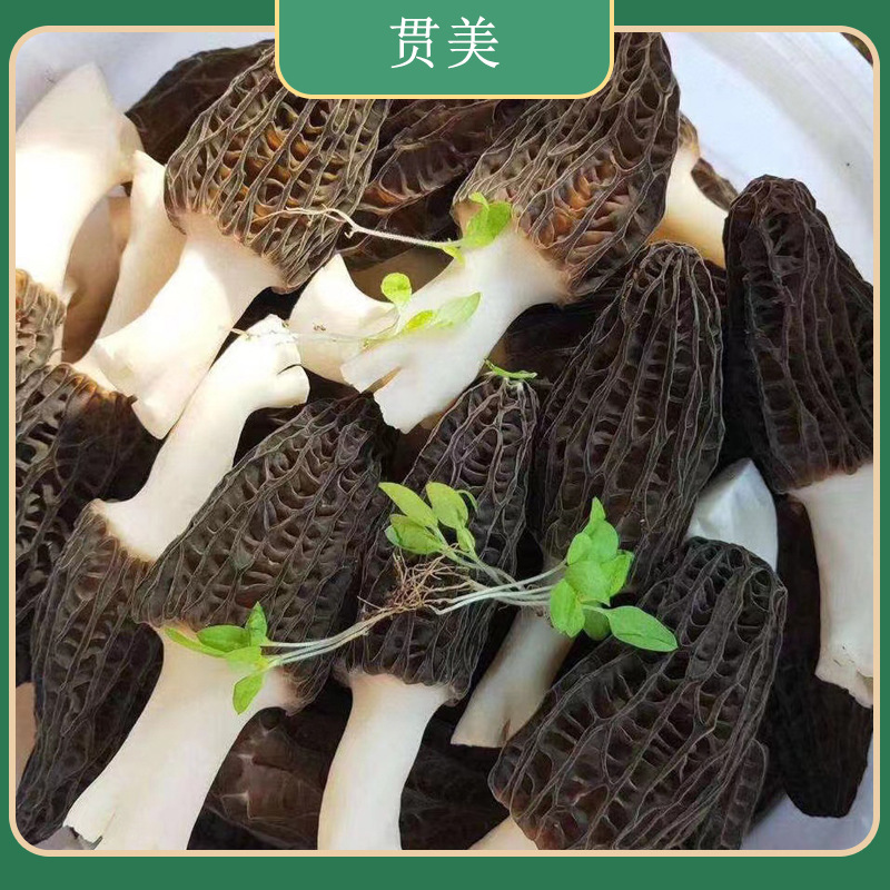 新鲜羊肚菌云南特产菌菇鲜货养杆菌煲汤食材羊肚菇 支持代发